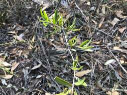 Image of Denhamia cunninghamii (Hook.) M. P. Simmons