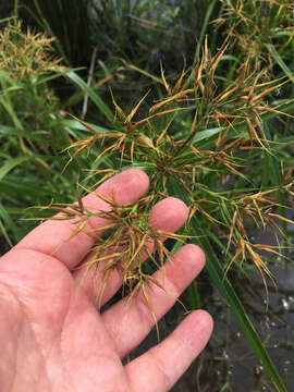 Image of Short-Bristle Horned Beak Sedge