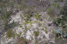 Image of Corynanthera flava J. W. Green