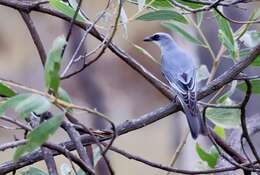 Imagem de Coracina papuensis timorlaoensis (Meyer & AB 1884)