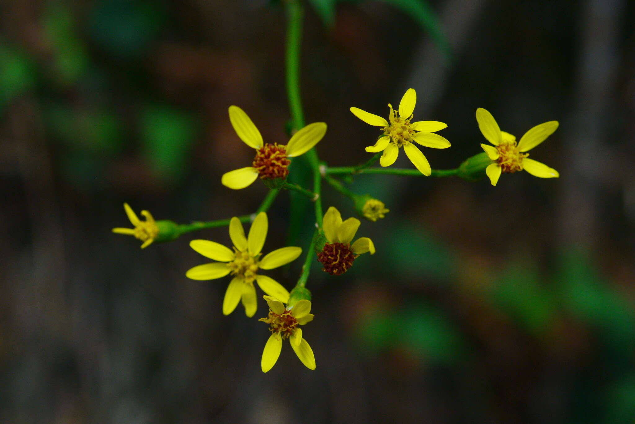 Plancia ëd Senecio scandens var. crataegifolius (Hayata) Kitam.