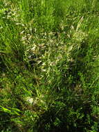 Image of oatgrass