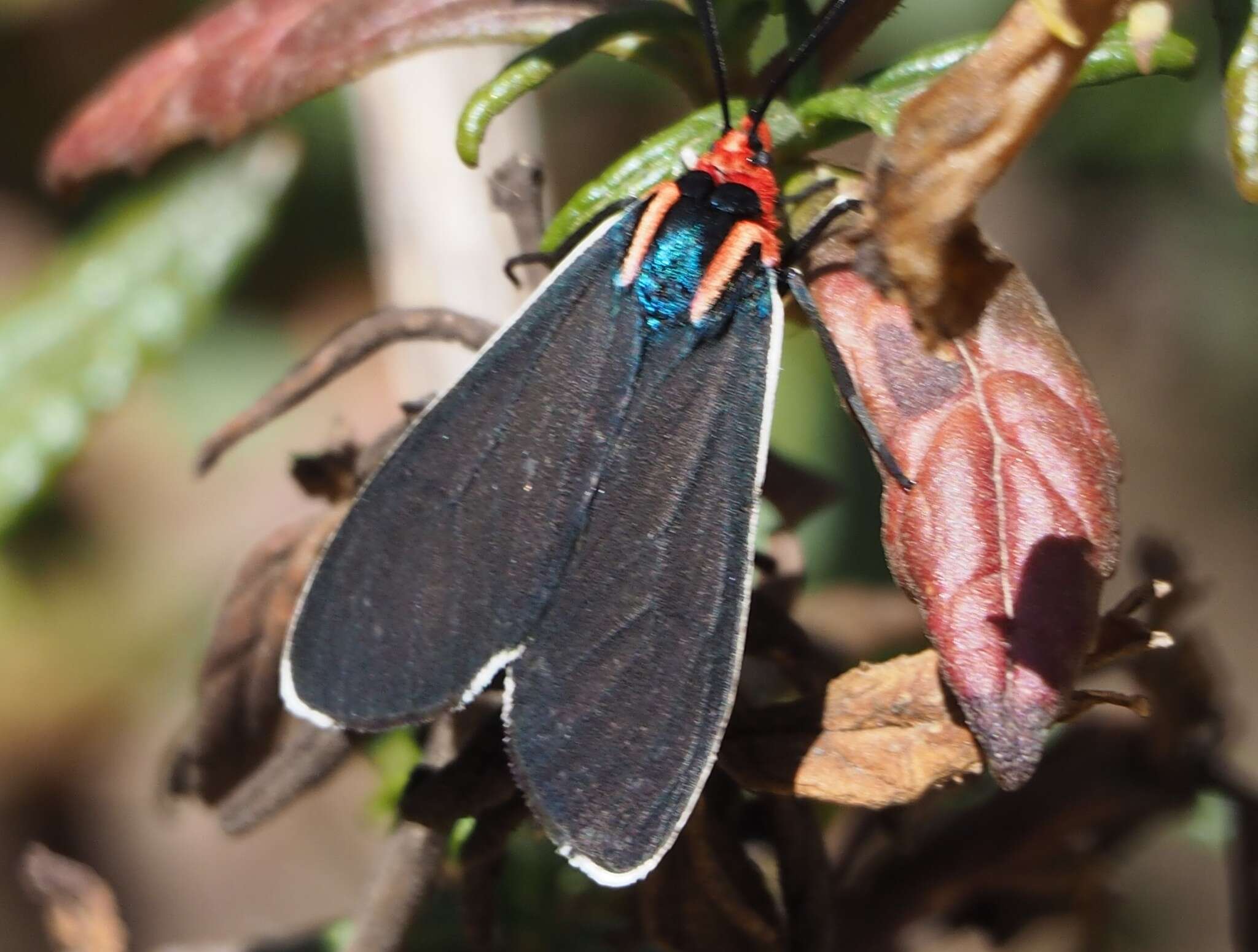 Image of Ctenucha multifaria Walker 1854