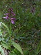 Image of Dactylorhiza mixta (Asch. & Graebn.) B. Bock