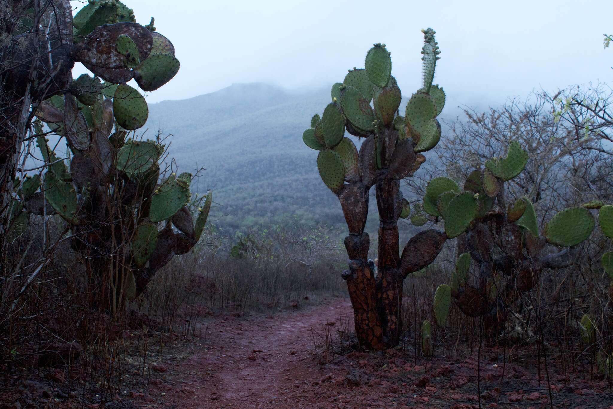 Opuntia galapageia var. profusa resmi