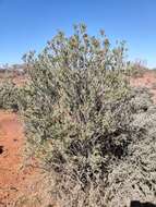 Image de Eremophila youngii F. Muell.