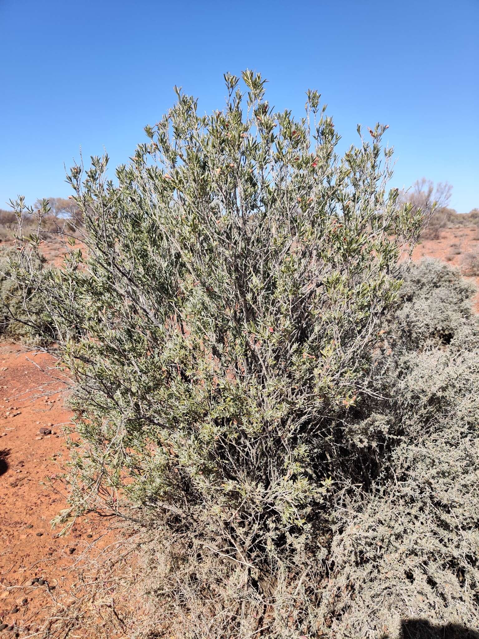 Image de Eremophila youngii F. Muell.