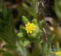 Image of mountain tarweed