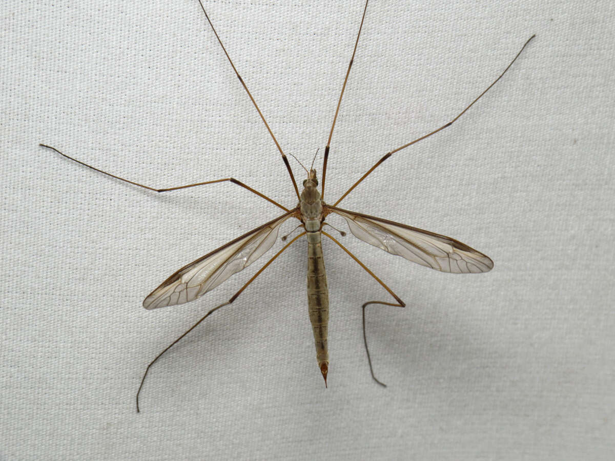 Image of Marsh crane fly