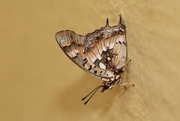 Plancia ëd Charaxes jahlusa argynnides Westwood 1864