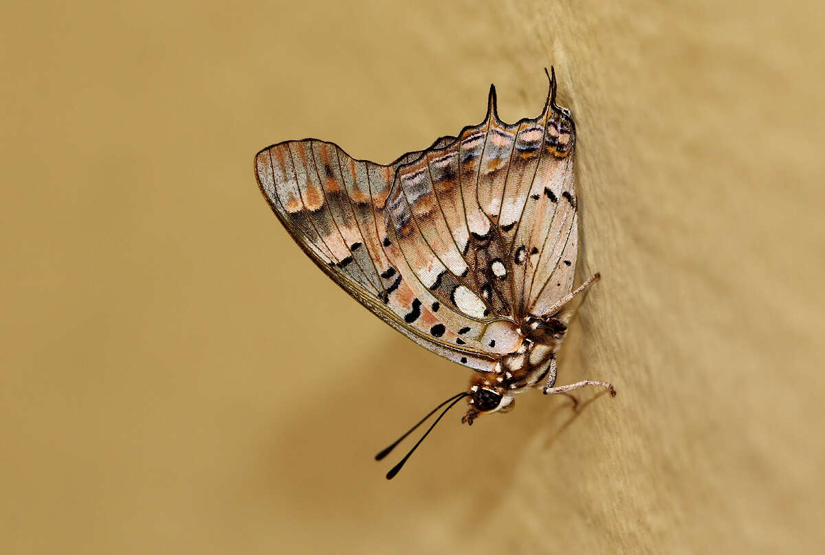 Image of Charaxes jahlusa argynnides Westwood 1864