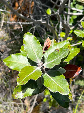 Image of Pancheria ferruginea Brongn. & Gris