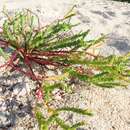 Image of sanddune spurge