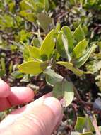 Imagem de Arctostaphylos crustacea subsp. crustacea