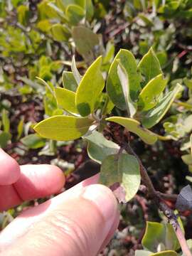 Image of brittleleaf manzanita