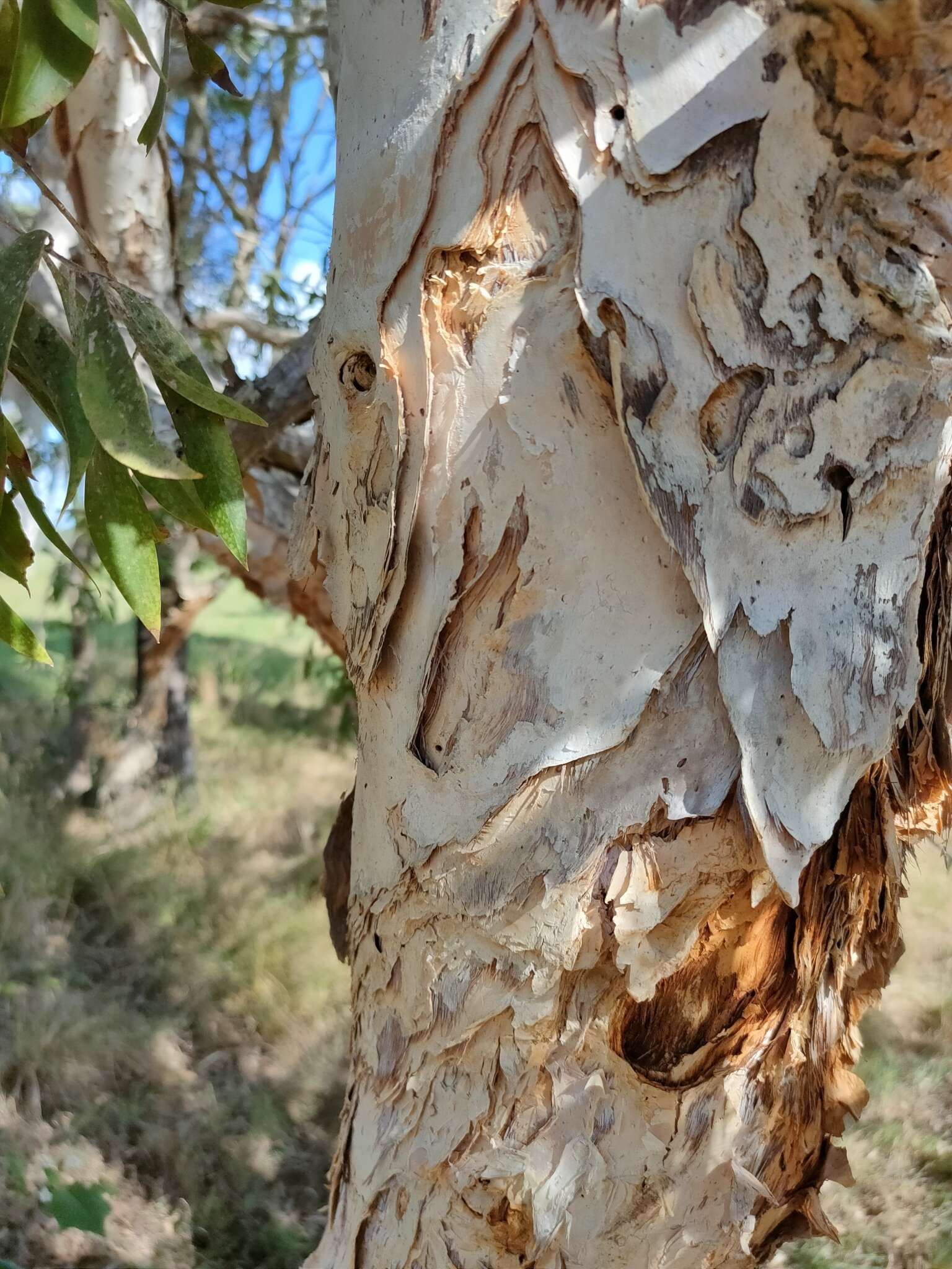 Sivun Melaleuca dealbata S. T. Blake kuva