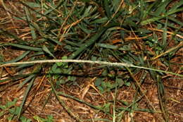 Image of rat-tail grass