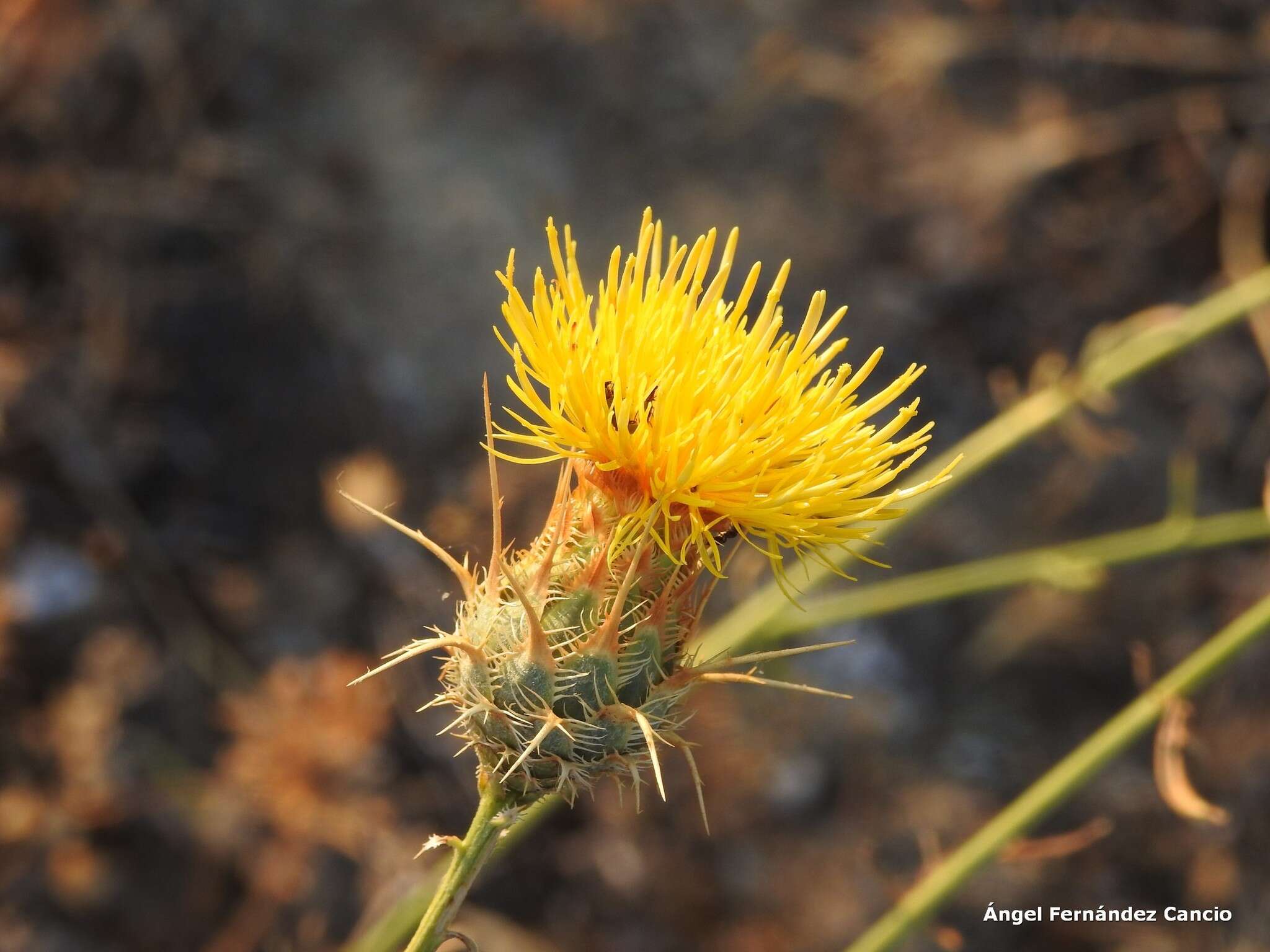 Image of Centaurea ornata Willd.