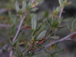 Plancia ëd Cercocarpus ledifolius Nutt.