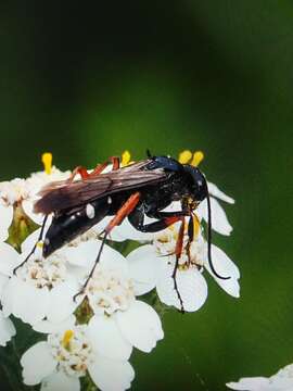 Episyron rufipes (Linnaeus 1758) resmi