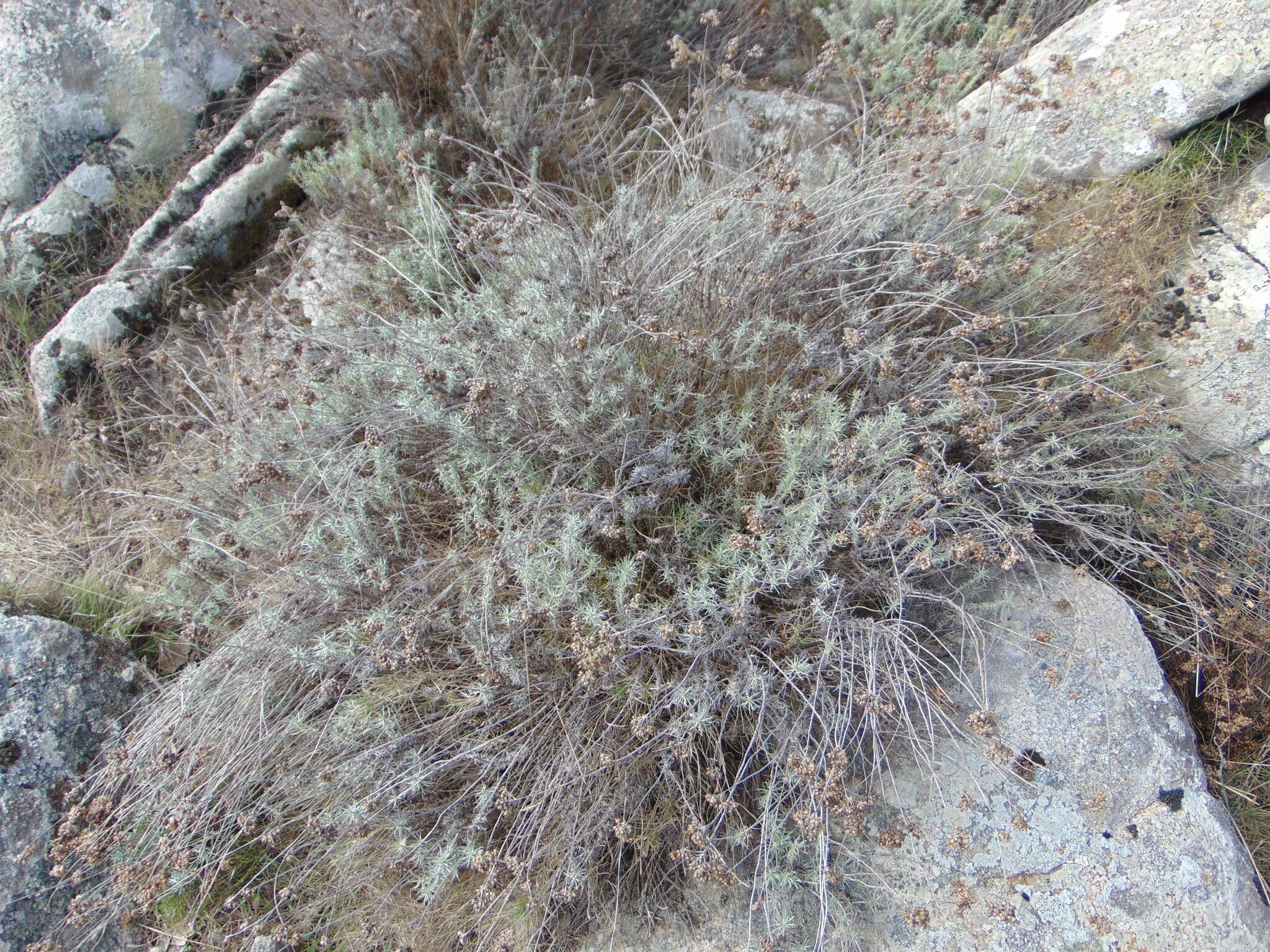 Image of Helichrysum italicum subsp. italicum