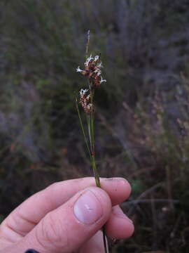 Image de Tetraria fimbriolata (Nees) C. B. Clarke