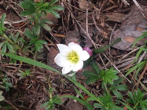 Sivun Zephyranthes latissimifolia L. B. Spencer kuva