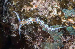 Image of White tipped red and white slug