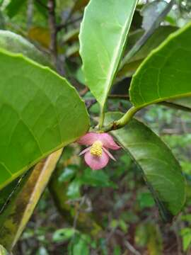 Image of Tisonia coriacea S. Elliot.