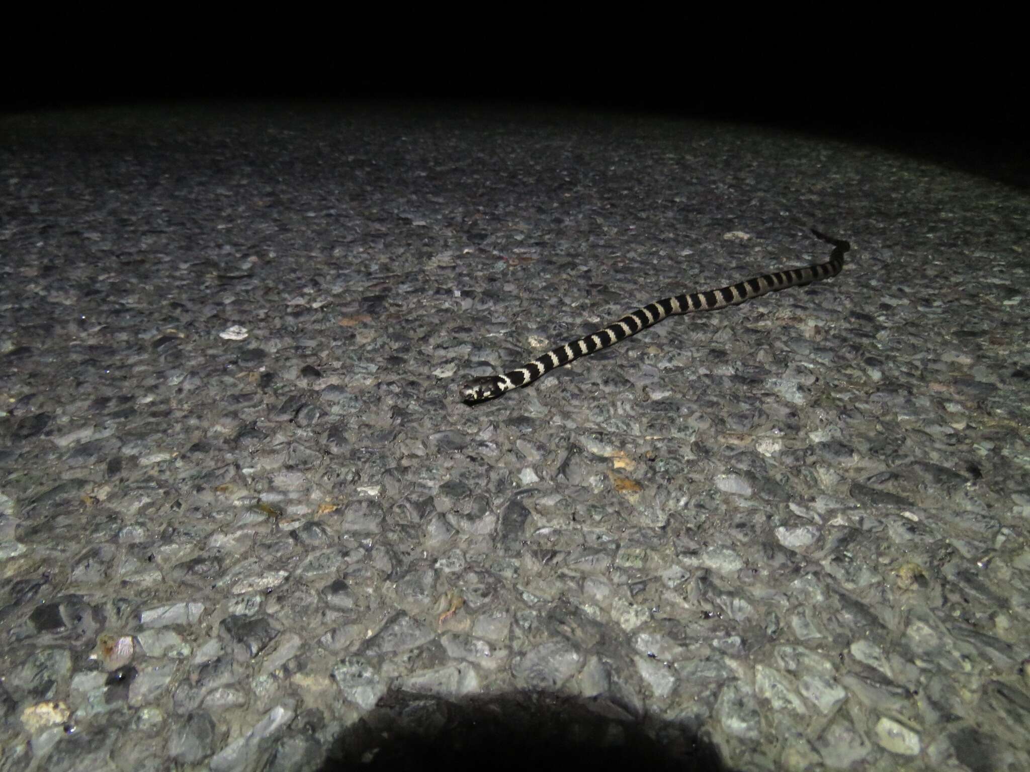 Image of Stephens's Banded Snake