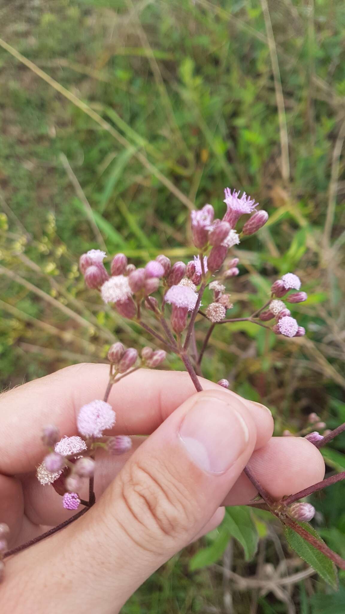 Plancia ëd Ayapana amygdalina (Lam.) R. King & H. Rob.