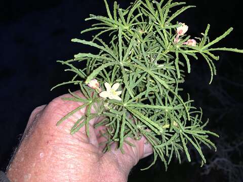 Image de Choisya dumosa (Torr.) Gray