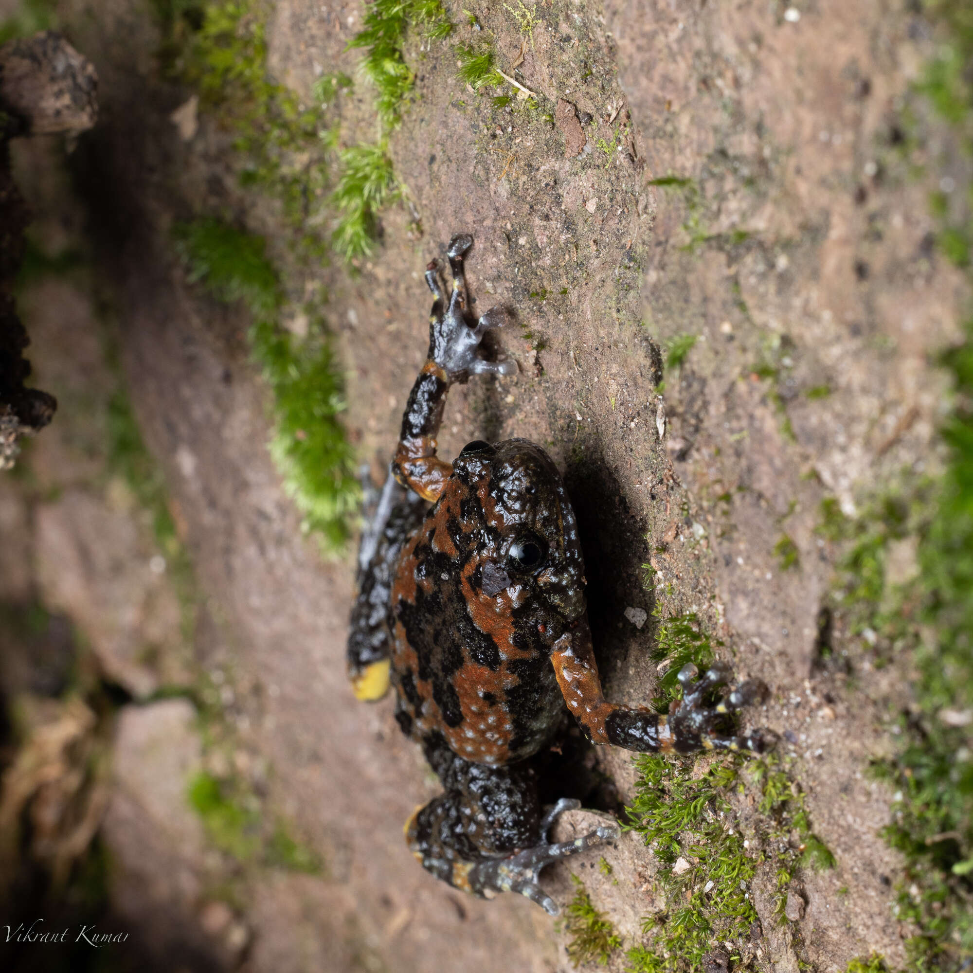 Uperodon montanus (Jerdon 1853)的图像