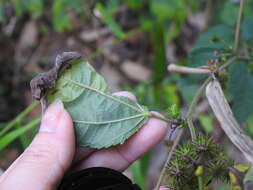 Image of Sacramento Burrbark