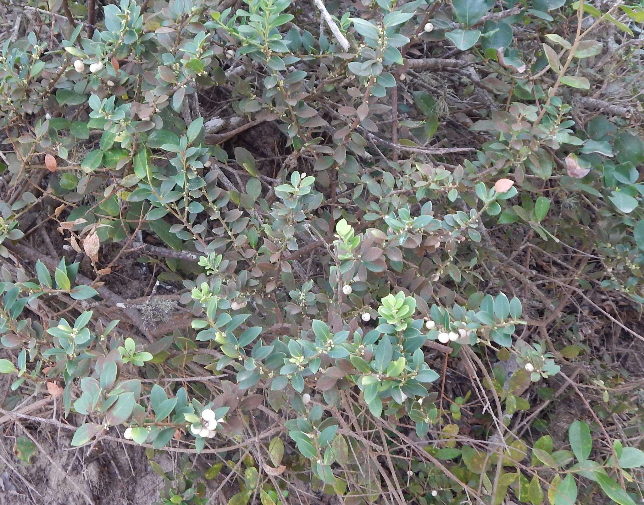 Image de Robsonodendron maritimum (Bolus) R. H. Archer