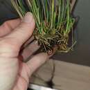 Juncus striatus Schousboe ex E. H. F. Meyer resmi