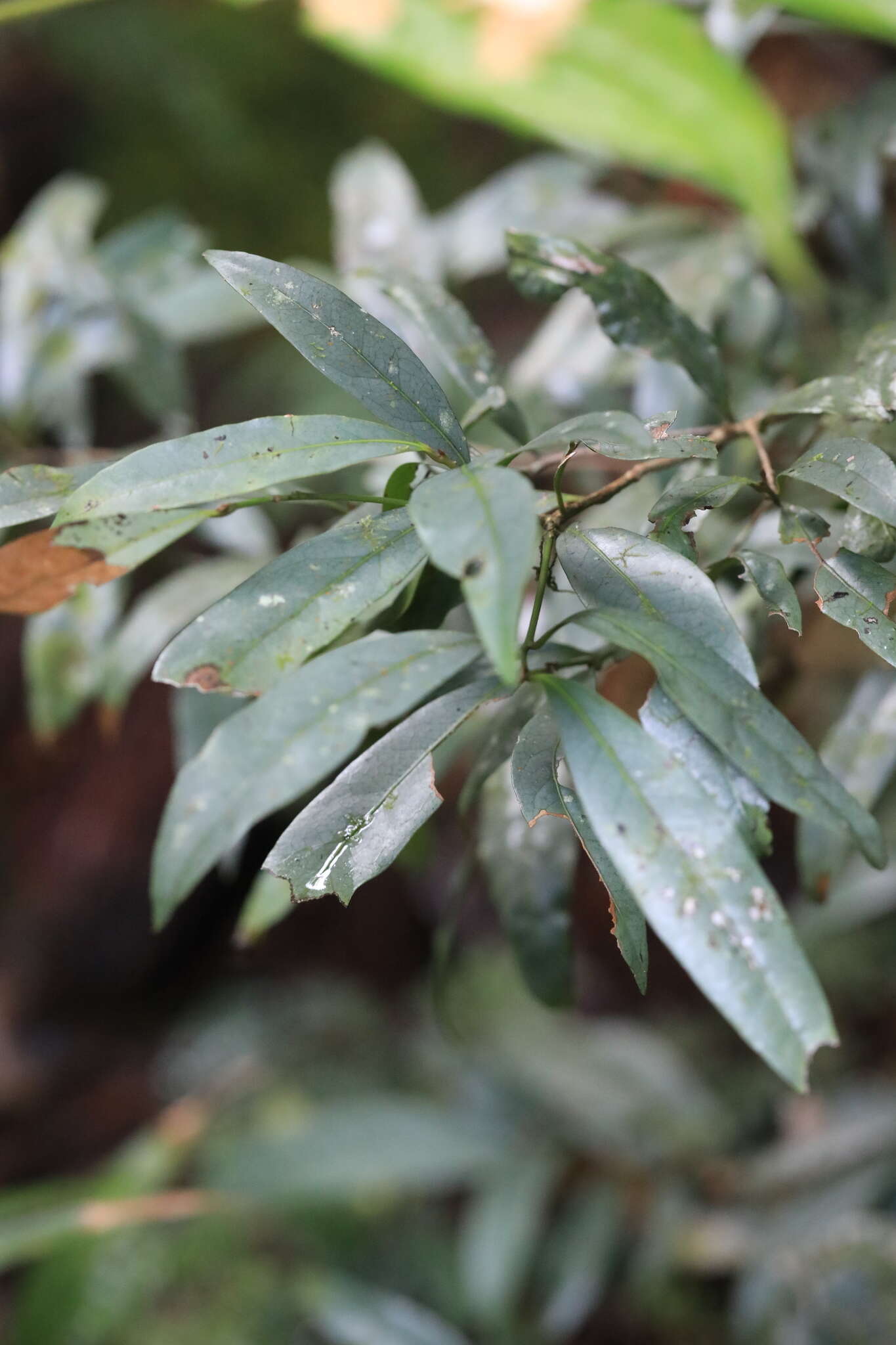 Image of Beilschmiedia elliptica C. T. White