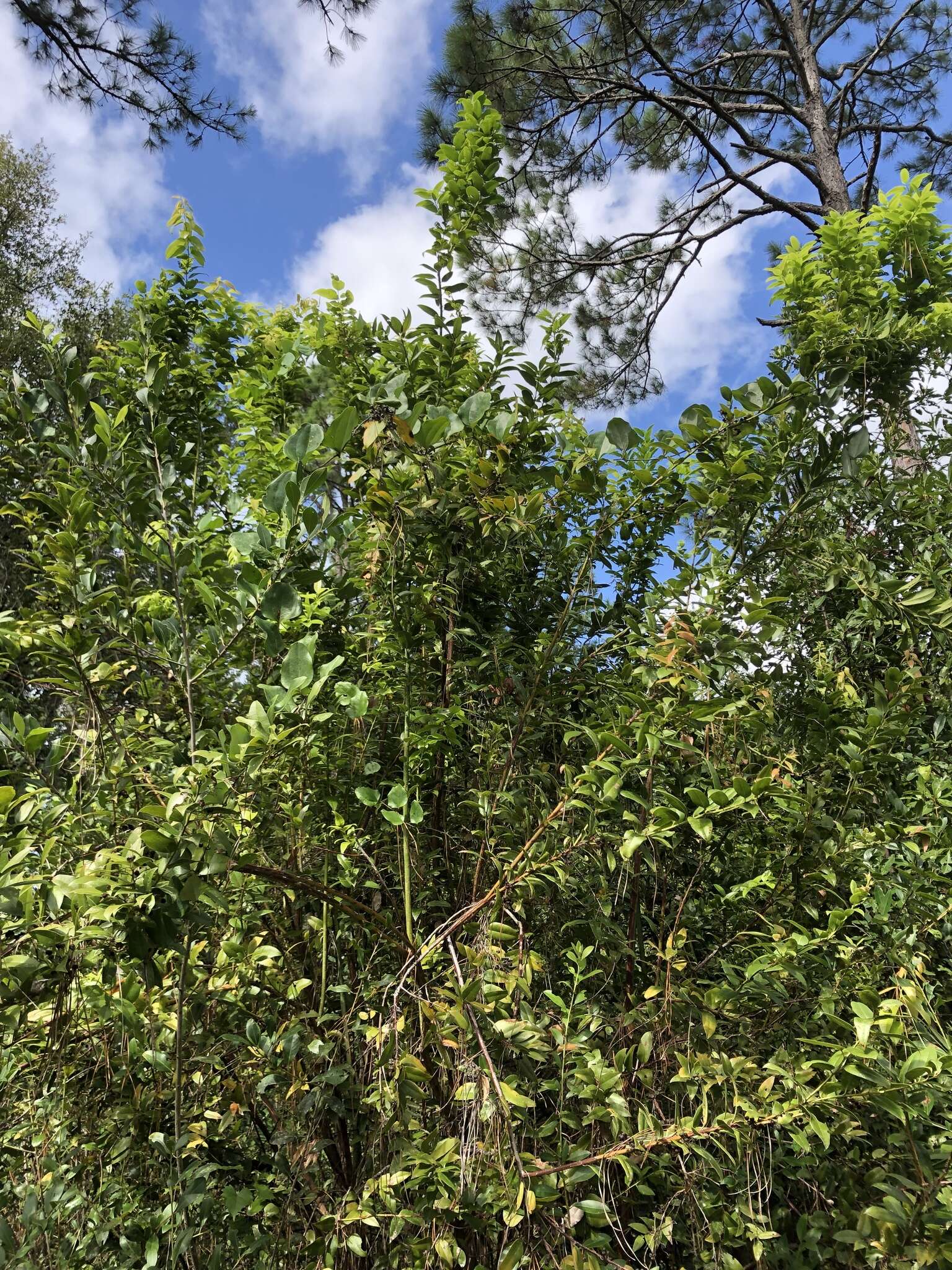 Image of Florida hobblebush
