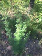 Plancia ëd Dalea villosa var. grisea (Torr. & A. Gray) Barneby