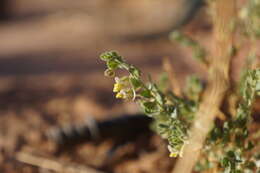 Image of Kickxia aegyptiaca (L.) Nábelek