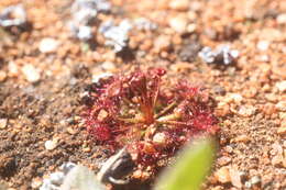 صورة Drosera andersoniana W. Fitzg. ex Ewart. & White