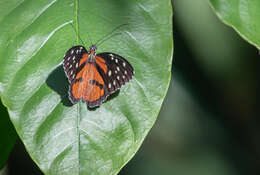 Image de Tithorea tarricina duenna Bates 1864