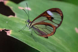 Image of Ithomia agnosia Hewitson 1854