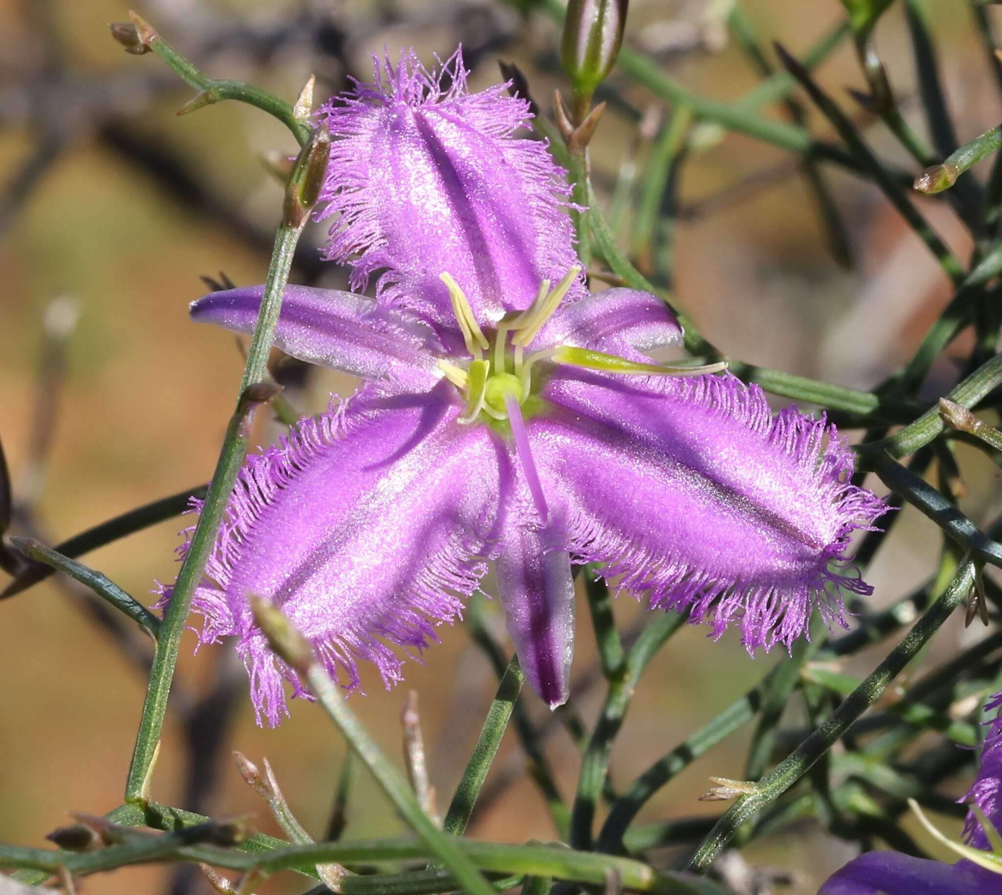 Image of Thysanotus manglesianus Kunth