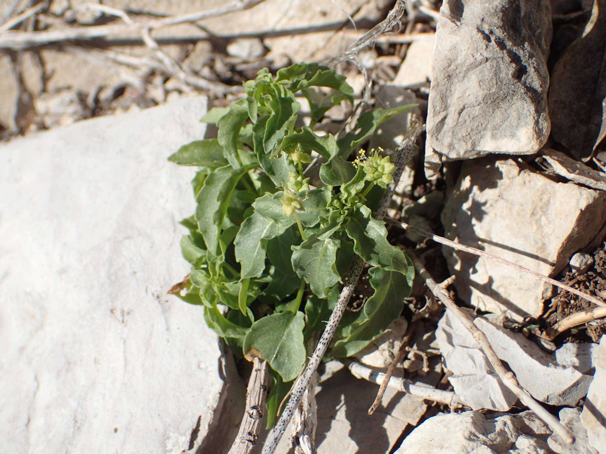 Image of Mercurialis huetii Hanry