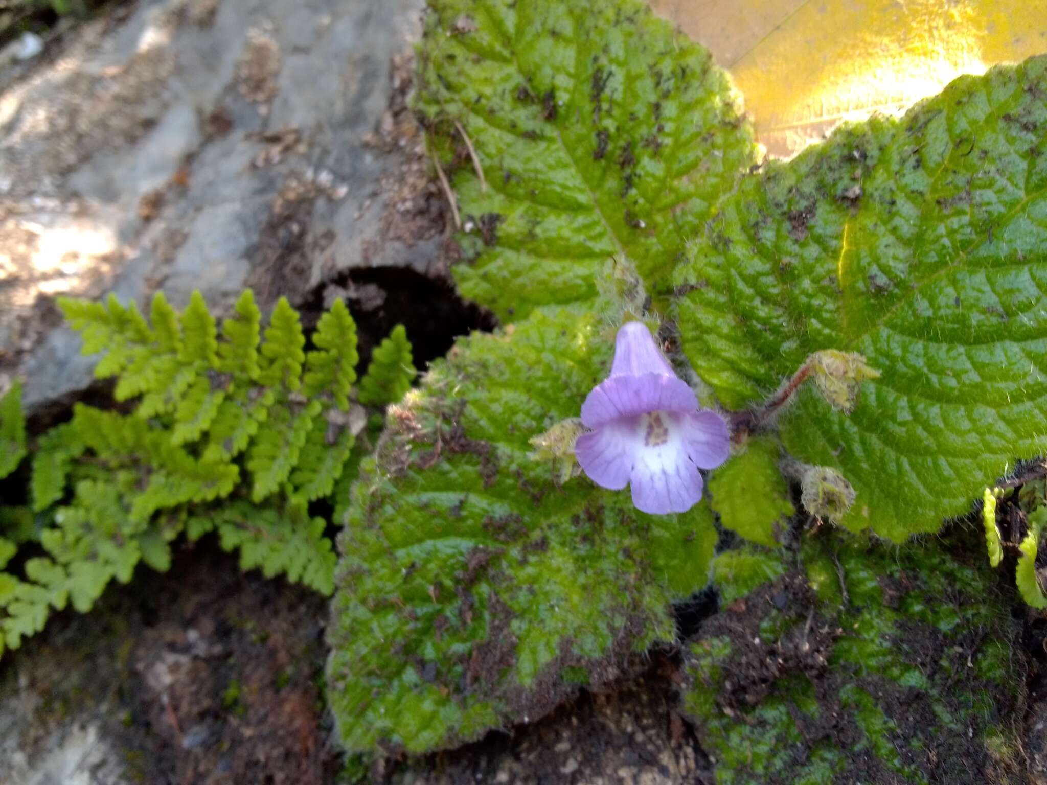 Imagem de Eucodonia verticillata (Martens & Galeotti) Wiehler