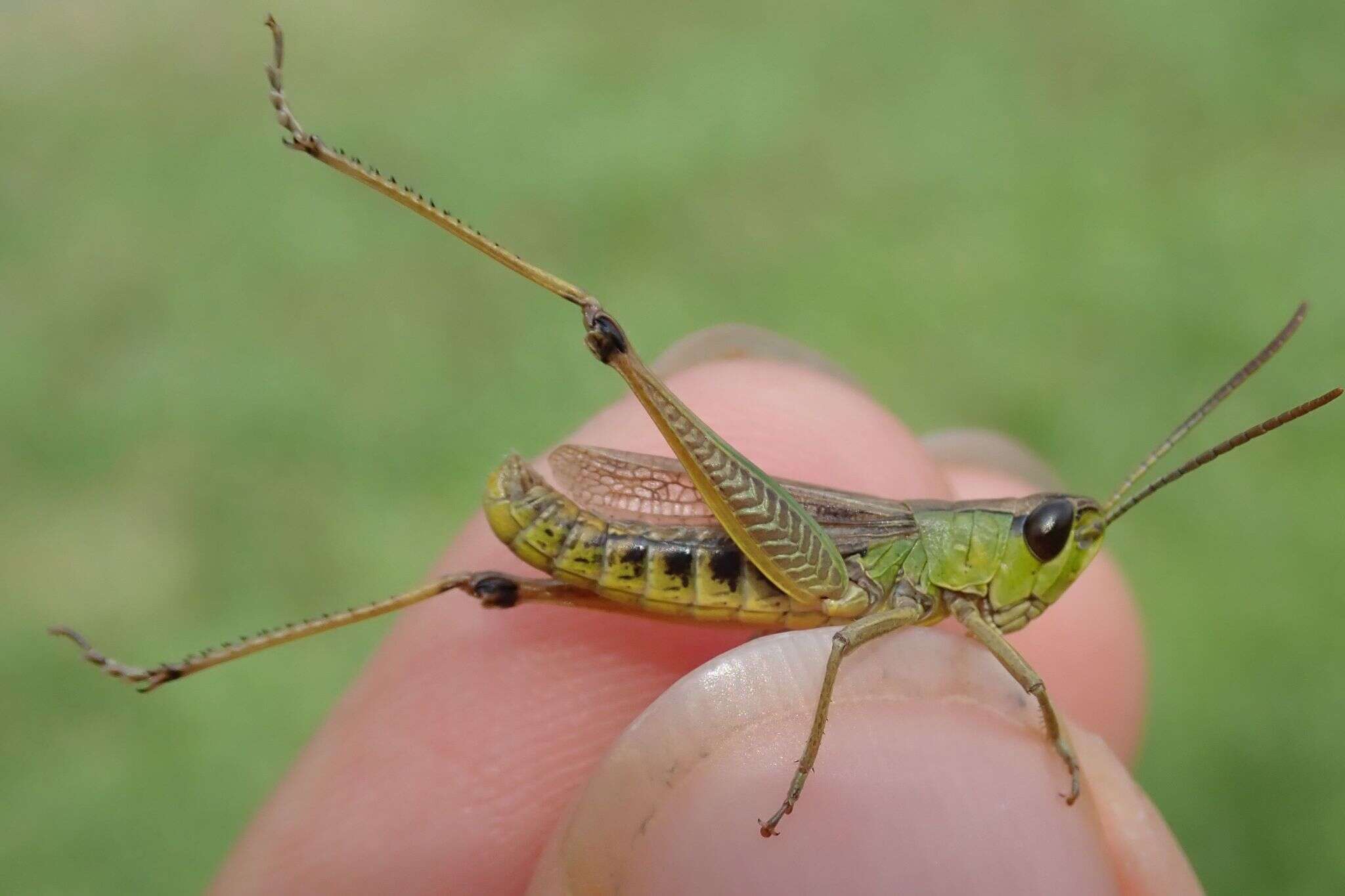 Pseudochorthippus resmi