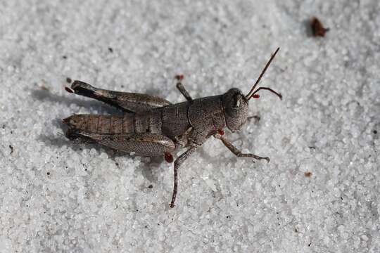 Image of Melanoplus tequestae Hubbell 1932