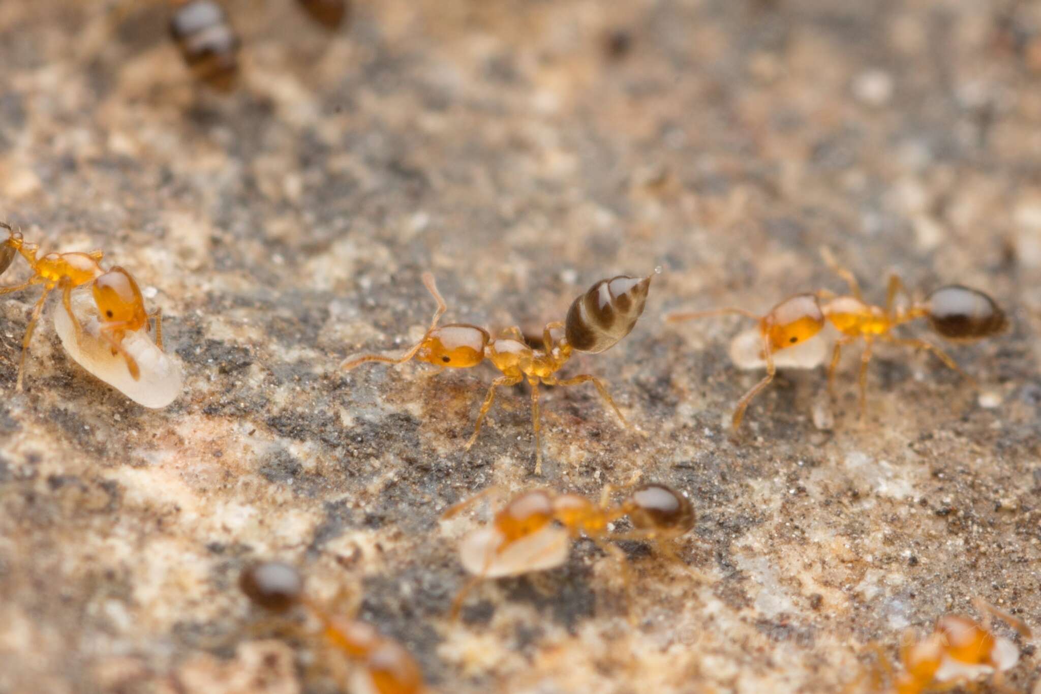 Image of Monomorium intrudens Smith 1874