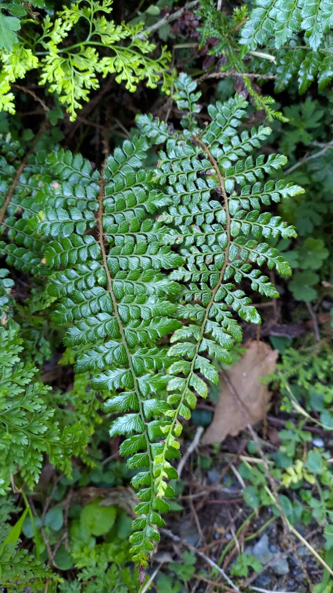 Image of Polystichum piceopaleaceum Tag.